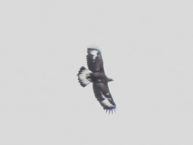 DaveHodgson00's tweet photo. Day 7 of the #ExeterRewilding field course is a Cairngorms safari! Here's Mary and Ester in beautiful #Coignafearn and amazing shots of eagles and grebes by @ej_cornelius @UniExeCEC @StuBearhop @daveinnature @McIntosh_Aimee https://t.co/DzCP1NaerB