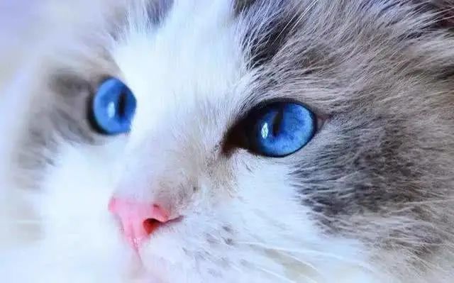 lummycat's tweet photo. Just got my paws on the latest Lumeye lenses, my eyes are looking so fierce they could start a cat fight #lumeye #fierceeyes #cat #catgirl #CatsOfTwitter #CatsAreFamily https://t.co/tGP6x2yH0t