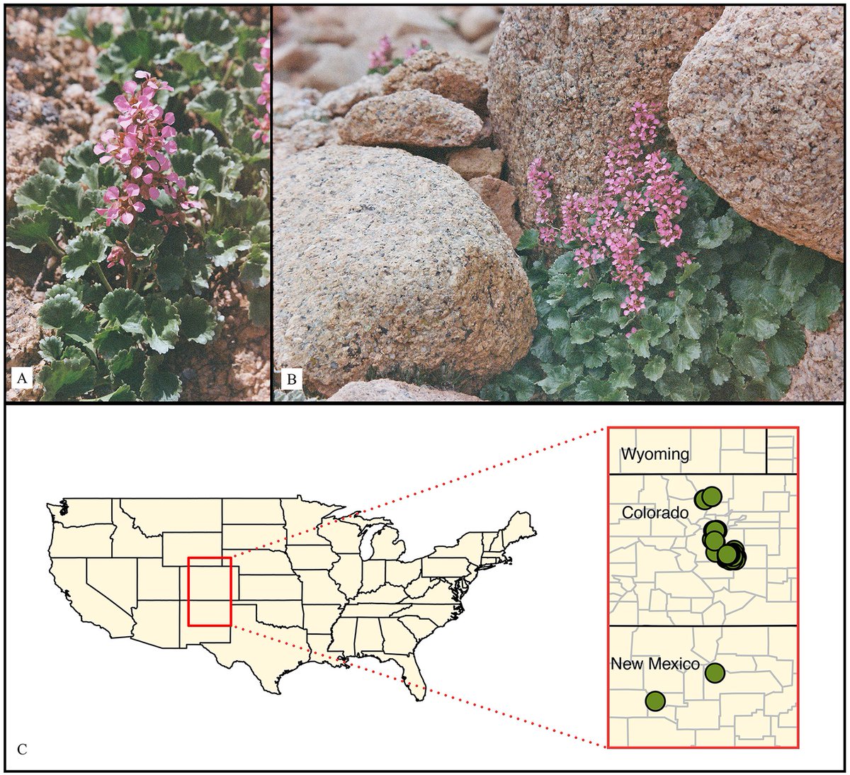 Ecosphere (@esaecosphere) on Twitter photo A new study of a rare #AlpinePlant shows that while <a href="/inaturalist/">iNaturalist</a> records only slightly improve #DistributionModel performance, they have fewer erroneous observations than herbarium data
doi.org/10.1002/ecs2.4…
#OpenAccess #NSFFunded <a href="/NSF/">U.S. National Science Foundation</a> @Julian_Resasco <a href="/CUArtsSciences/">CU Boulder College of Arts and Sciences</a> A new study of a rare #AlpinePlant shows that while <a href="/inaturalist/">iNaturalist</a> records only slightly improve #DistributionModel performance, they have fewer erroneous observations than herbarium data
doi.org/10.1002/ecs2.4…
#OpenAccess #NSFFunded <a href="/NSF/">U.S. National Science Foundation</a> @Julian_Resasco <a href="/CUArtsSciences/">CU Boulder College of Arts and Sciences</a>