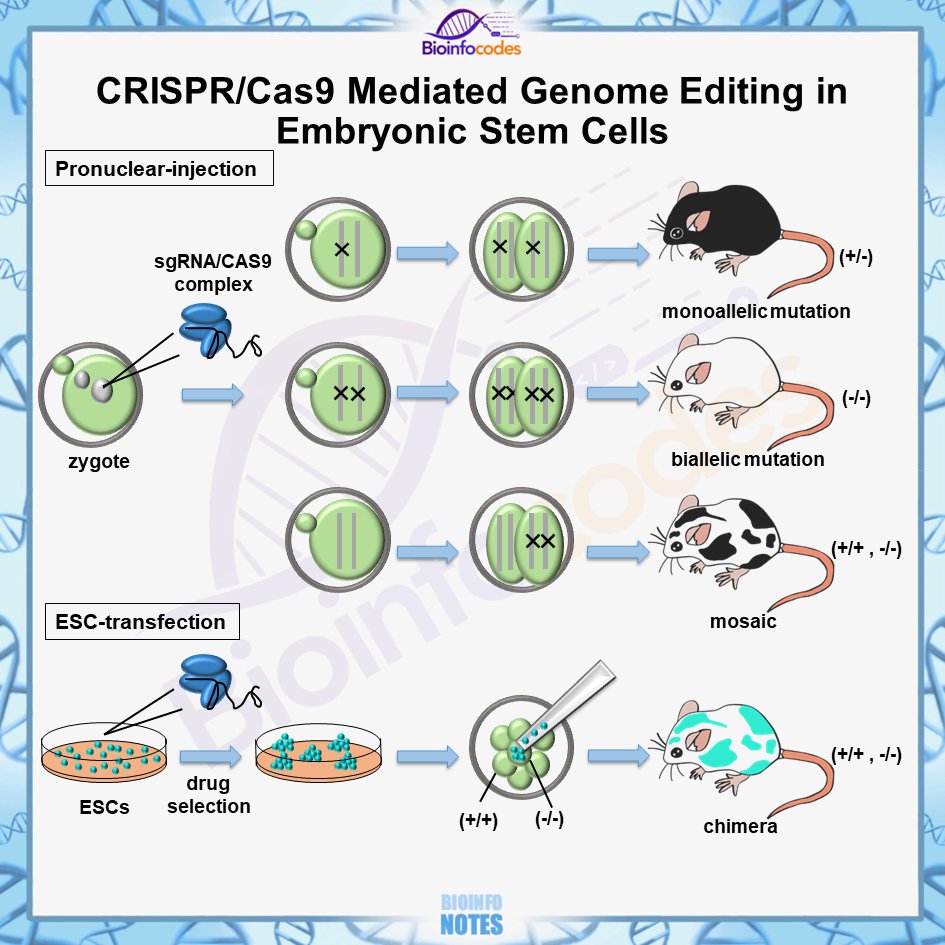 bioinfocodes's tweet photo. New #bioinfonotes about CRISPR/Cas9 Mediated Genome Editing in Embryonic Stem Cells have been published !
#science #biology #CRISPR #Cas9 #genome #embryonicstemcell #cell #mutations #biologynotes https://t.co/lS8KPI6Sp3
