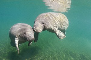 AdvantageInsCF's tweet photo. Manatee Appreciation Day

Today is Manatee Appreciation Day! If you want to learn more about manatees and find out where you can see them, take a look at this: https://t.co/m4nnTFyqF0 https://t.co/8QNTgLifgH