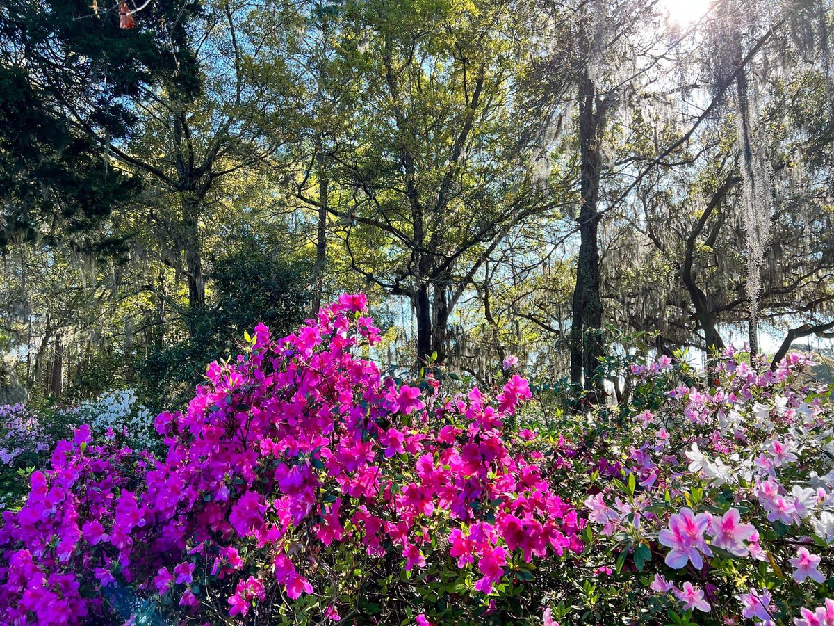 CaledoniaGolfFi's tweet image. 🤩March is “Marching” 😍Please Get Here Soon🤞🌺 Bloom is Almost Over😢 @MyrtleBeachGolf @MyMyrtleBeach @MBTrips @HammockCoastSC  #azaleas #liveoak #spanishmoss #HammockCoastSc #pawleysisland #myrtlebeachgolf #visistmyrtlebeach