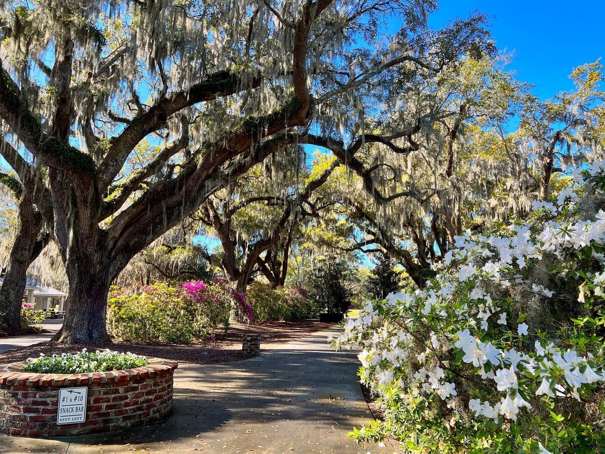CaledoniaGolfFi's tweet image. 🤩March is “Marching” 😍Please Get Here Soon🤞🌺 Bloom is Almost Over😢 @MyrtleBeachGolf @MyMyrtleBeach @MBTrips @HammockCoastSC  #azaleas #liveoak #spanishmoss #HammockCoastSc #pawleysisland #myrtlebeachgolf #visistmyrtlebeach
