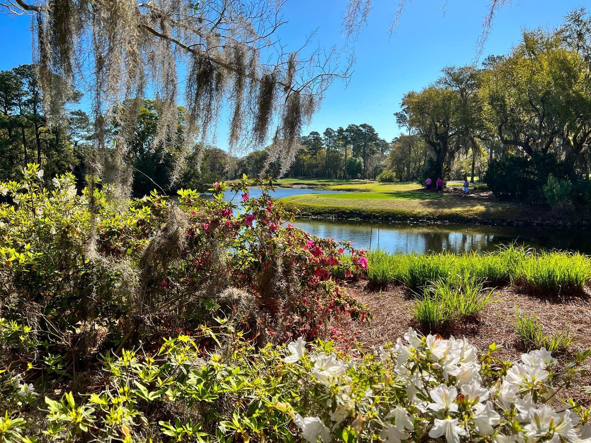 CaledoniaGolfFi's tweet image. 🤩March is “Marching” 😍Please Get Here Soon🤞🌺 Bloom is Almost Over😢 @MyrtleBeachGolf @MyMyrtleBeach @MBTrips @HammockCoastSC  #azaleas #liveoak #spanishmoss #HammockCoastSc #pawleysisland #myrtlebeachgolf #visistmyrtlebeach