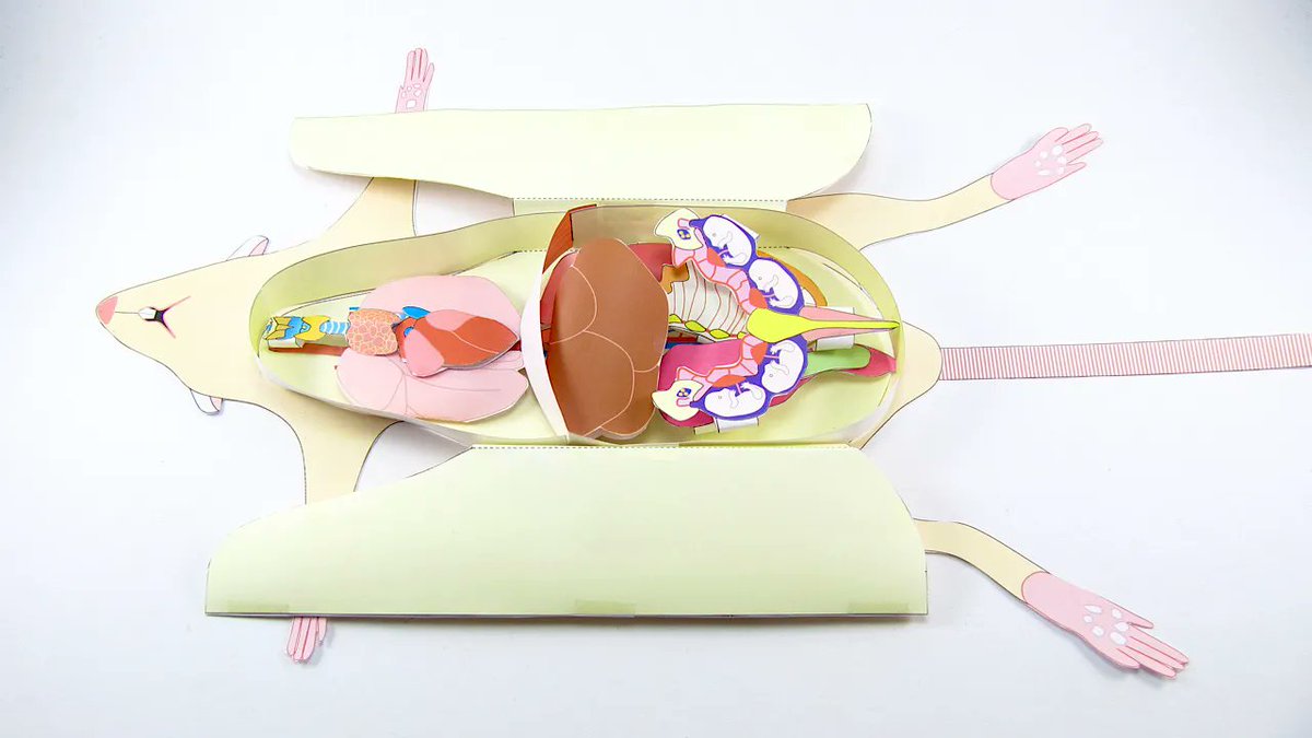 OrigamiCells's tweet photo. Our Rat Dissection paper model has been very popular! Making this model is a great way to learn what parts are inside a rat &amp; where they go. https://t.co/m3BNccPGp5  #ratdissection #anatomy #biology #iteachbio #biologyteachers https://t.co/5nAW1WLAWn