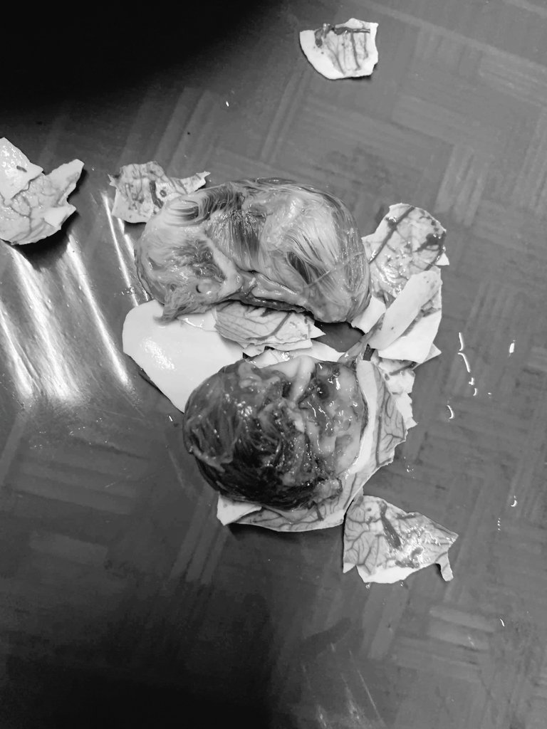JoshuaIAbaigar's tweet photo. Balut gusto ko eh, binigyan ako pterodactyl. https://t.co/wh9RRiGHWH