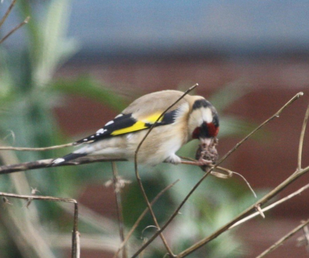 Concordmoose's tweet image. 4. Wave or seal? #naturespatterns #birds #drawingwithyoureyes #gettingbetter