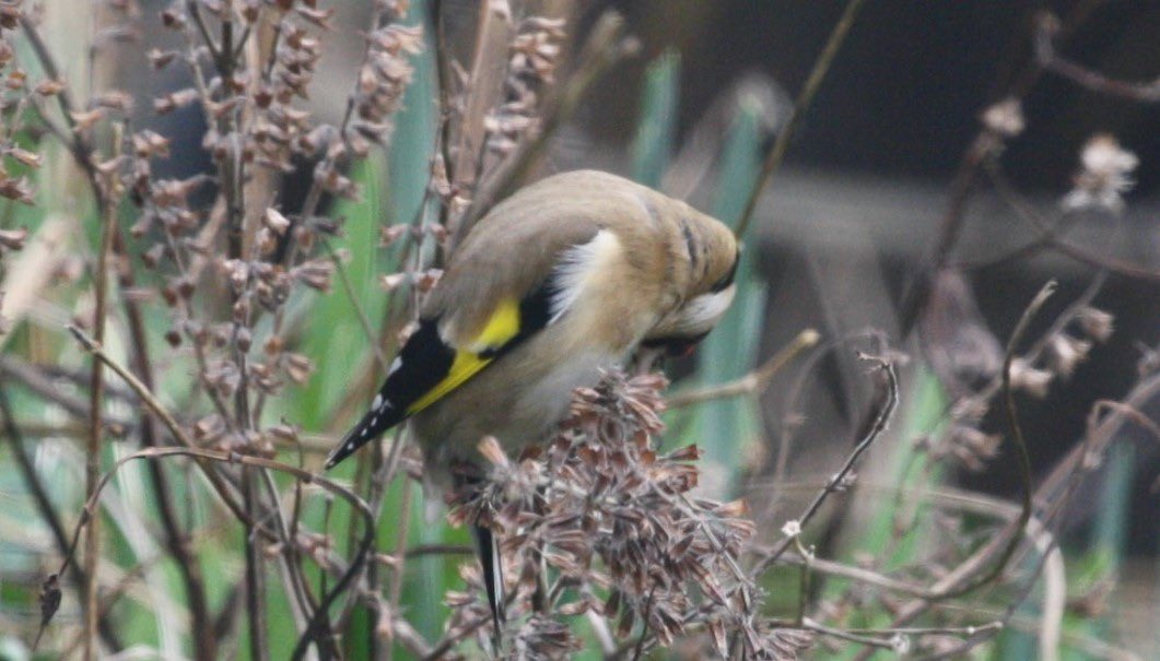 Concordmoose's tweet image. 4. Wave or seal? #naturespatterns #birds #drawingwithyoureyes #gettingbetter