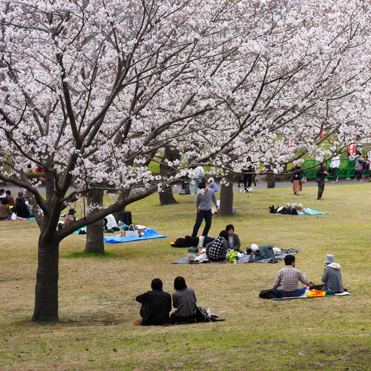 En algunas regiones de Japón ya es época de hanami (花見, 花=flor 見=mirar), es decir, de contemplar la belleza de las flores, especialmente los cerezos en flor.

Es una tradición preciosa que nos fascina. Pero, ¿sabes cómo llegó a ser parte de la cultura nacional de Japón?