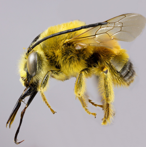BeesYork's tweet image. Check out the "horns" on this bee!  Eucera spectabilie is known as the sightly long-horned bee – “sightly” being the English of the Latin “spectabilis” (so google tells us). Post Courtesy of thepackerlab on IG.