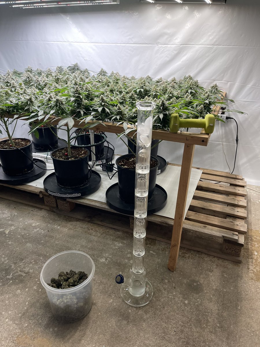 Little sesh in the grow room