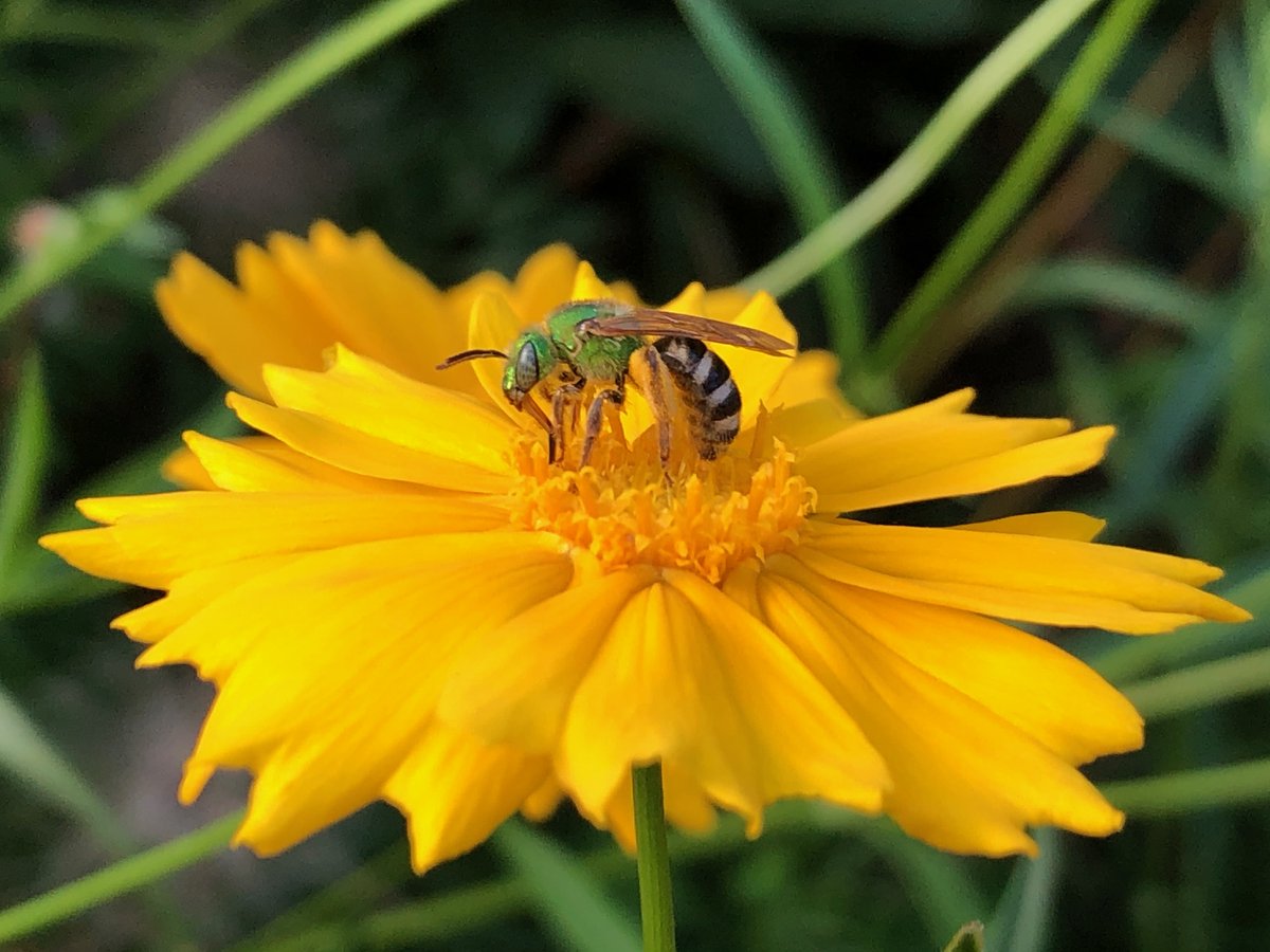NigelERaine's tweet image. If you're interested to find out more about how much land, and what habitats, are needed to support wild #bee🐝 communities check out this🧵about our Ontario study:  #Pollinators #Pollination