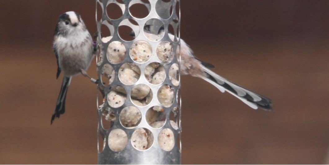 Concordmoose's tweet image. 5. Last but not least famous Walls Vienetta tail bird.

#naturespatterns #birds #lookingcloselyandthinkingmainlyabouticecream #gettingbetter