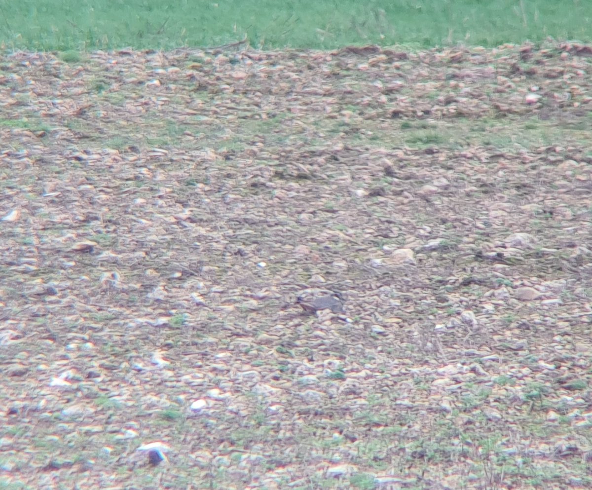 fbuner's tweet photo. #Lapwing are arguably one of the most charming #farmlandbirds. Sadly, they are in big trouble across Western Europe. I am incredibly privileged to overlook a 1-ha #lapwingplot directly from my bedroom window, from where I often hear their pee-wit call in the middle of the night. https://t.co/T7BAjJrzNC