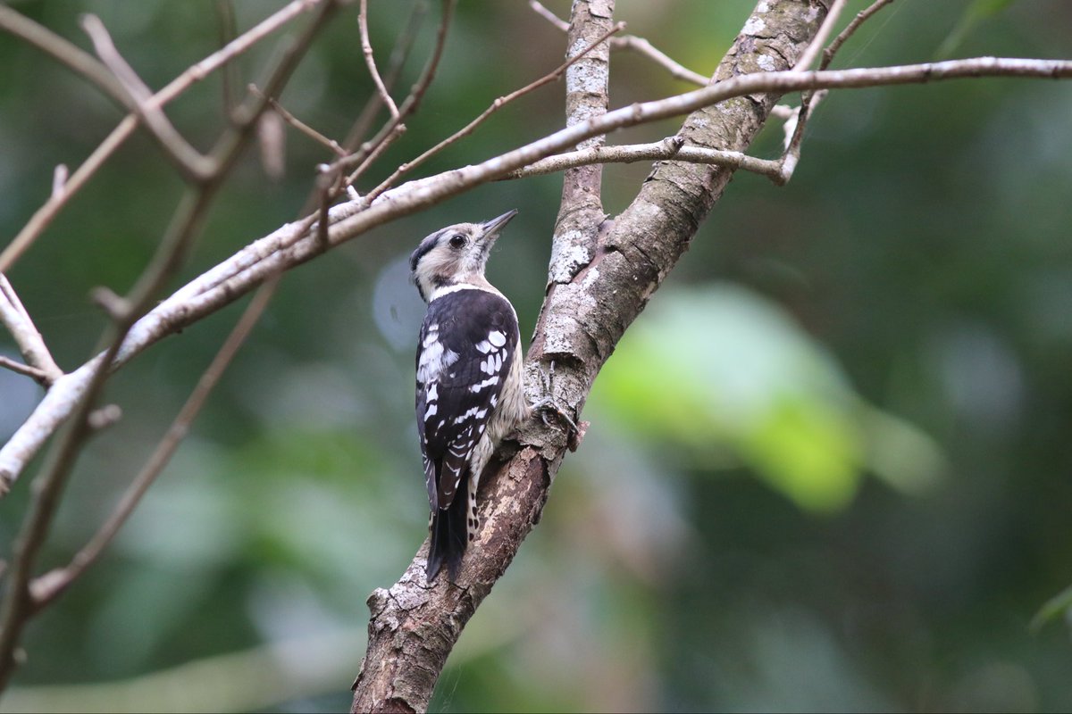 #SingFlySoar but also bang your head against things. 

Grey-capped Woodpecker life.