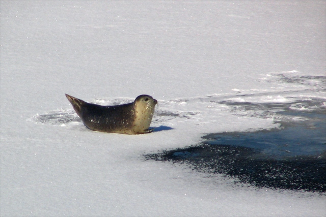 spottedseal1's tweet image. 春先の薄くなった氷の上に転がるゴマフアザラシ一頭です。#野生アザラシ