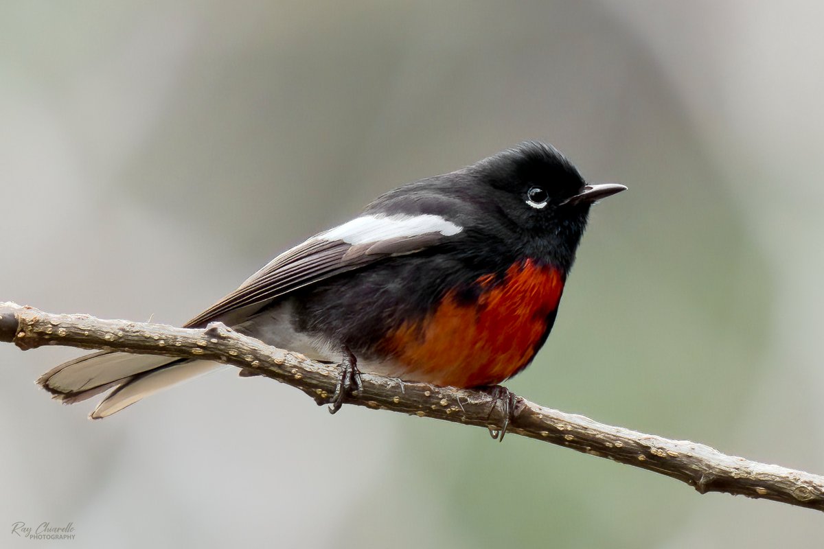 Painted Redstart seen at the Chuparosa Inn at Madera Canyon, Arizona. #BirdsSeenIn2023 #Birds #Wildlife #Nature #ThePhotoHour #BirdsOfTwitter #MaderaCanyon #Arizona #SonyA7M4 #Sigma_150_600mm