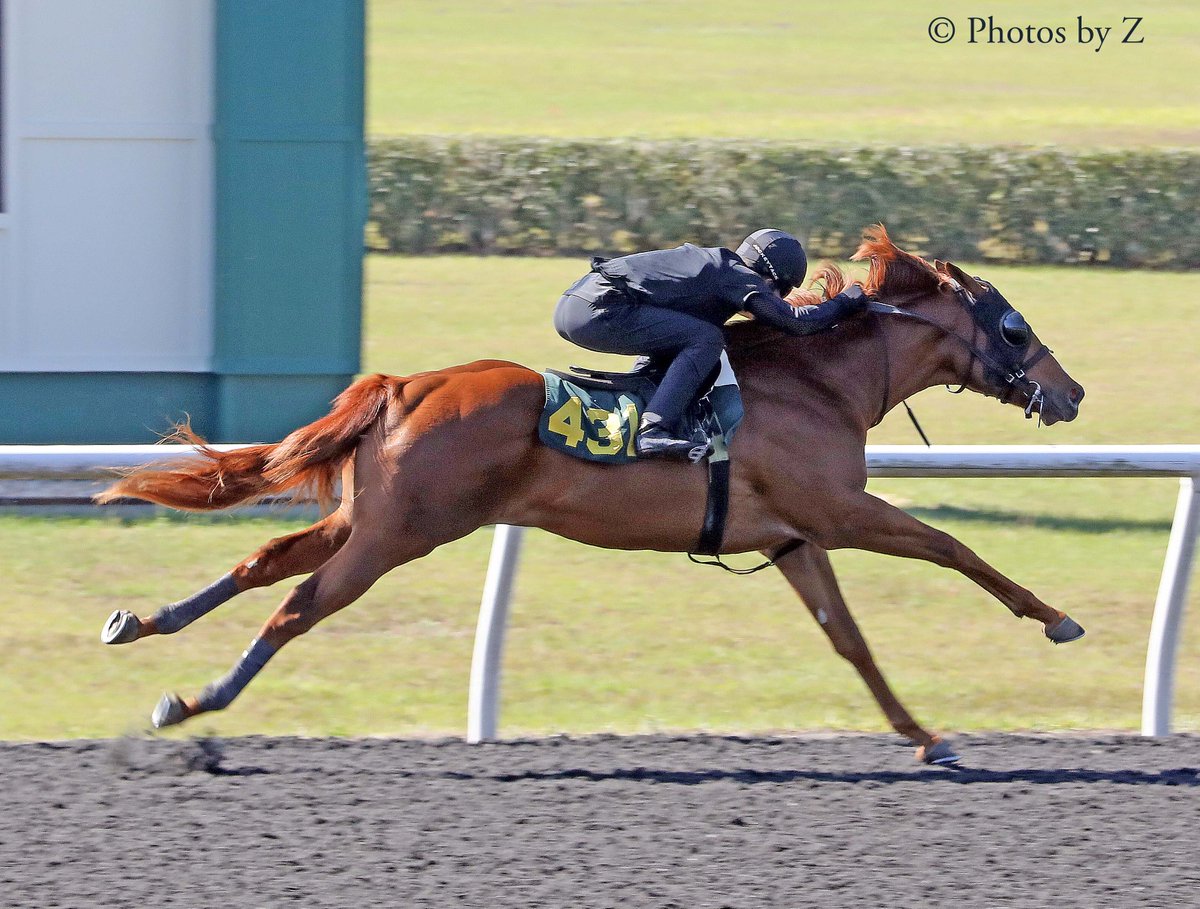 MarylandTB's tweet photo. Six #MDBred 2-year-olds sold at this year's OBS March 2-Year-Olds in training sale. Hip 431, a colt by Munnings out of Discreet Deceit, led the way, selling for $130,000 to Gran Chanito Stable LLC. He was bred by Jay Addison Reese and foaled at GreenMount Farm. https://t.co/fbvGZetDyj