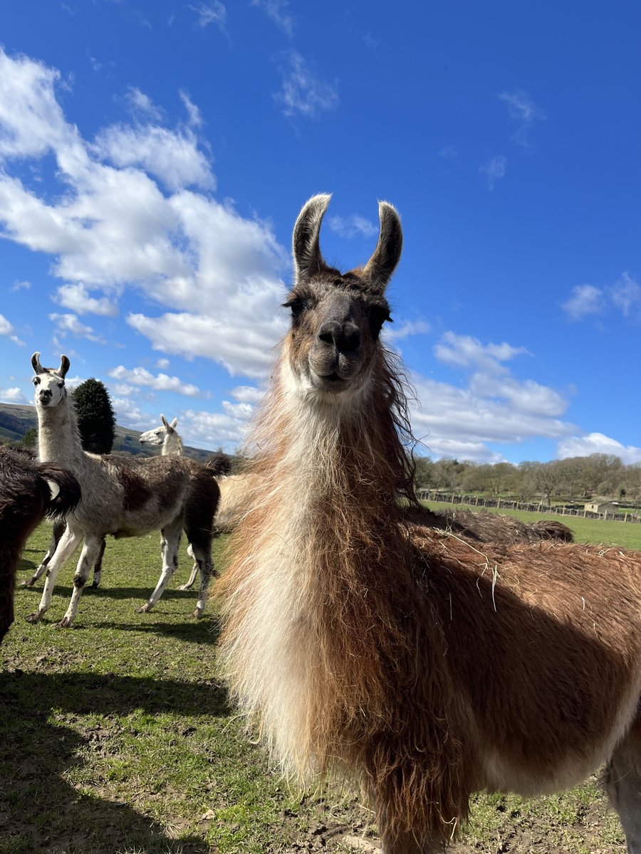 Nidderdale Llamas tweet media
