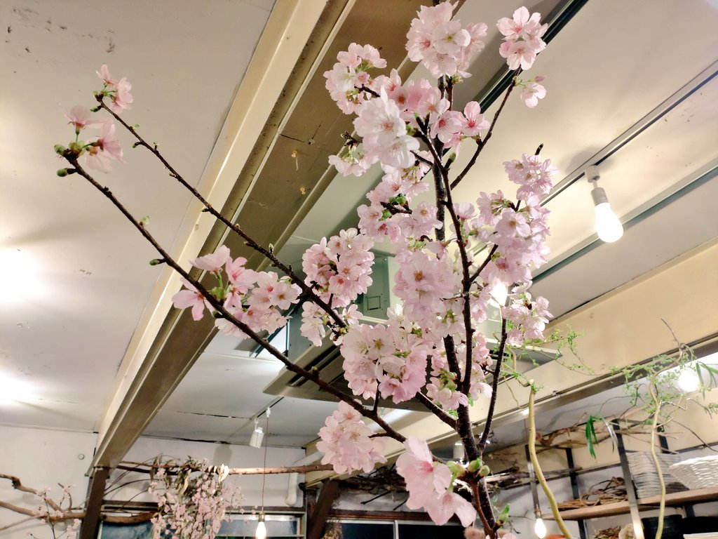 flowerforsubbu's tweet photo. 【ご報告】
先日、お花屋さんにご相談に行ってきました！
桜を使った、春いっぱいのお花にしてくださるようです！
皆さまからお預かりしたスッブへのお気持ちが素敵なお花に変わるのが楽しみですね💚💚🌸💚🌸🌸🌸 https://t.co/6Acu36t0TA