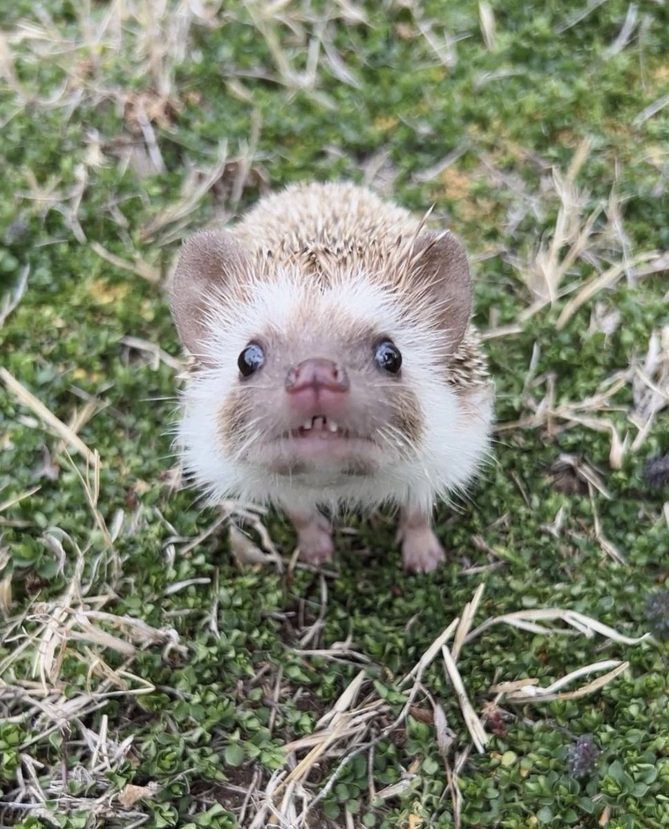 daily__hedgehog's tweet photo. Wednesday 29th March, 2023 https://t.co/TkoqvVAQFN