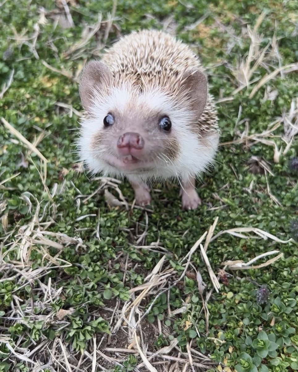 daily__hedgehog's tweet photo. Wednesday 29th March, 2023 https://t.co/TkoqvVAQFN