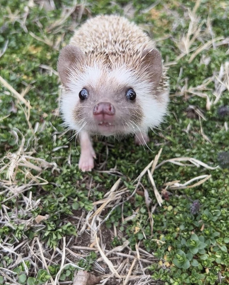daily__hedgehog's tweet photo. Wednesday 29th March, 2023 https://t.co/TkoqvVAQFN