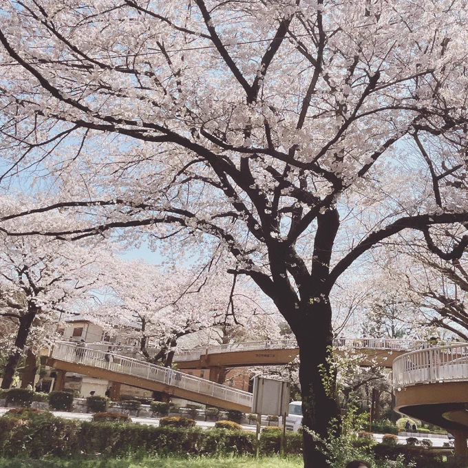 取材を兼ねた国立お花見会でした国立の桜大好き! 