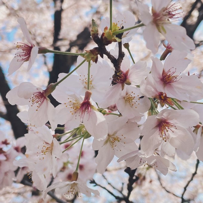 取材を兼ねた国立お花見会でした国立の桜大好き! 