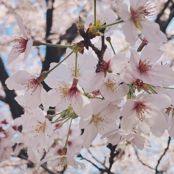 取材を兼ねた国立お花見会でした国立の桜大好き! 