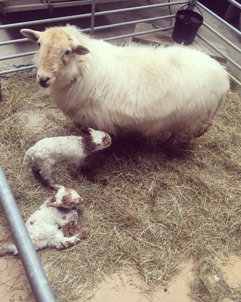 Twin Lambs born yesterday 🐑😃

#Lambs #lambing2023 #welshsheep