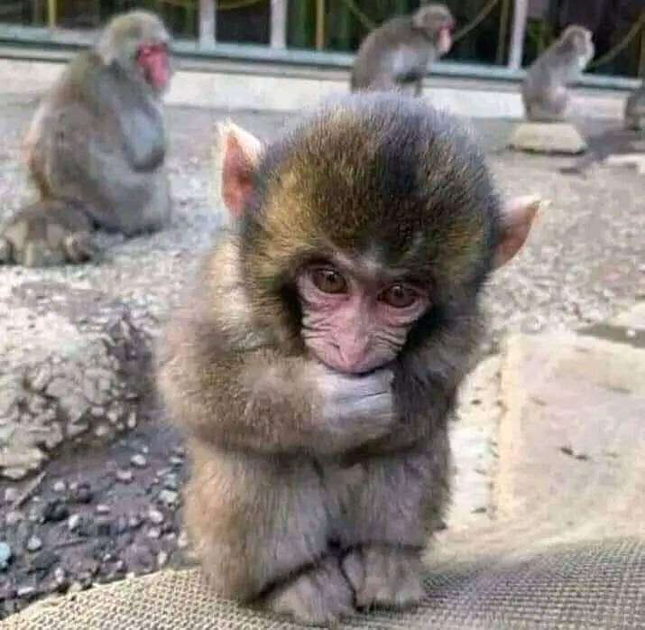 HAQ78686's tweet photo. When I lose my friend.....😂😭
🐵🐒
#Depression
#Over_thinking
#Friend https://t.co/X7YamIq284