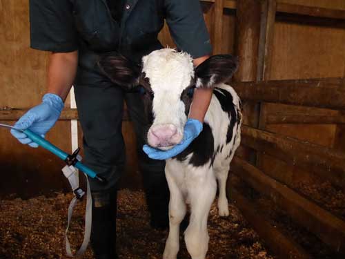 Visit us at <a href="/DairyXpo/">Canadian Dairy XPO</a> next week.   We are so excited to have the inventor of #Trustituber  @UrsulaHaywood DVM  joining us in our booth. Designed by a Vet - Chosen by Farmers -  Preferred by Calves