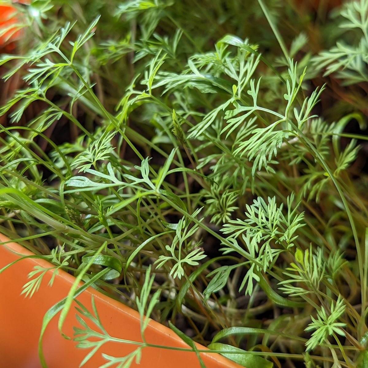 lil_meanie_me's tweet photo. Dill-ightful! 🌿🌱💚
#dill #freshness #herbs #plants #koperek #balconygarden #containergardening #urbangardening #ogrodnabalkonie #gardeninginsmallspaces #garden #homegrown #heimgarten #pflanzen #GardeningTwitter https://t.co/AGsWXmtIDX