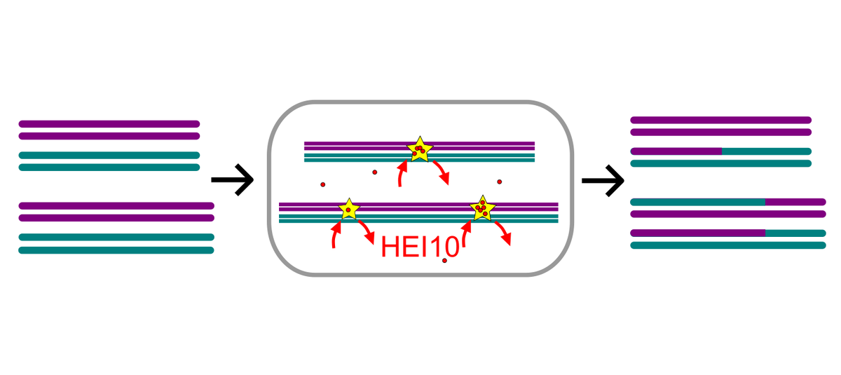 John Fozard (@johnfoz) on Twitter photo During meiosis, crossovers generate new gene combinations. These seem to have a pattern, but what controls this? Find out more in our new paper <a href="/eLife/">eLife - the journal</a> elifesciences.org/articles/79408… During meiosis, crossovers generate new gene combinations. These seem to have a pattern, but what controls this? Find out more in our new paper <a href="/eLife/">eLife - the journal</a> elifesciences.org/articles/79408…