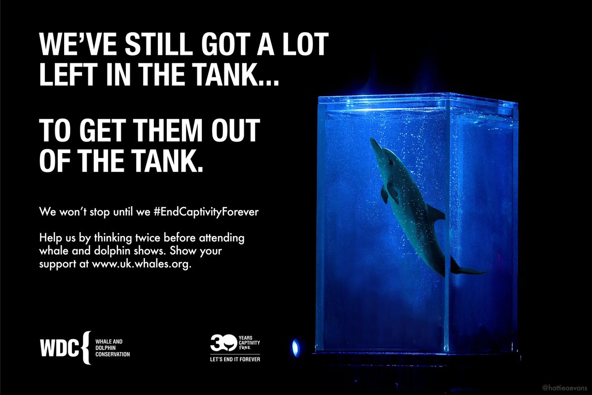 A lot left in the tank. @OneMinuteBriefs Whales & dolphins shouldn't be in tanks, make people think twice before buying tickets to whale/dolphin shows & help @whalesorg #EndCaptivityForever 🐳