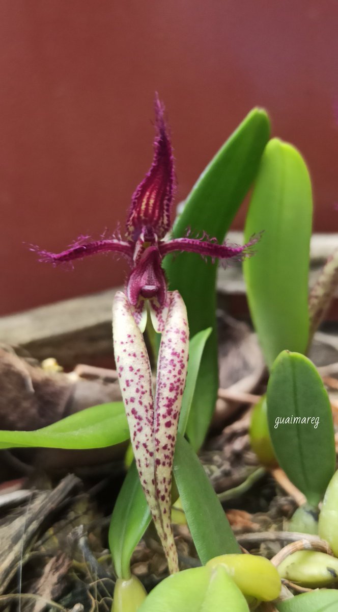 gaitangg's tweet photo. Bulbophyllum lasiochilum. https://t.co/rTbxIIf7ms