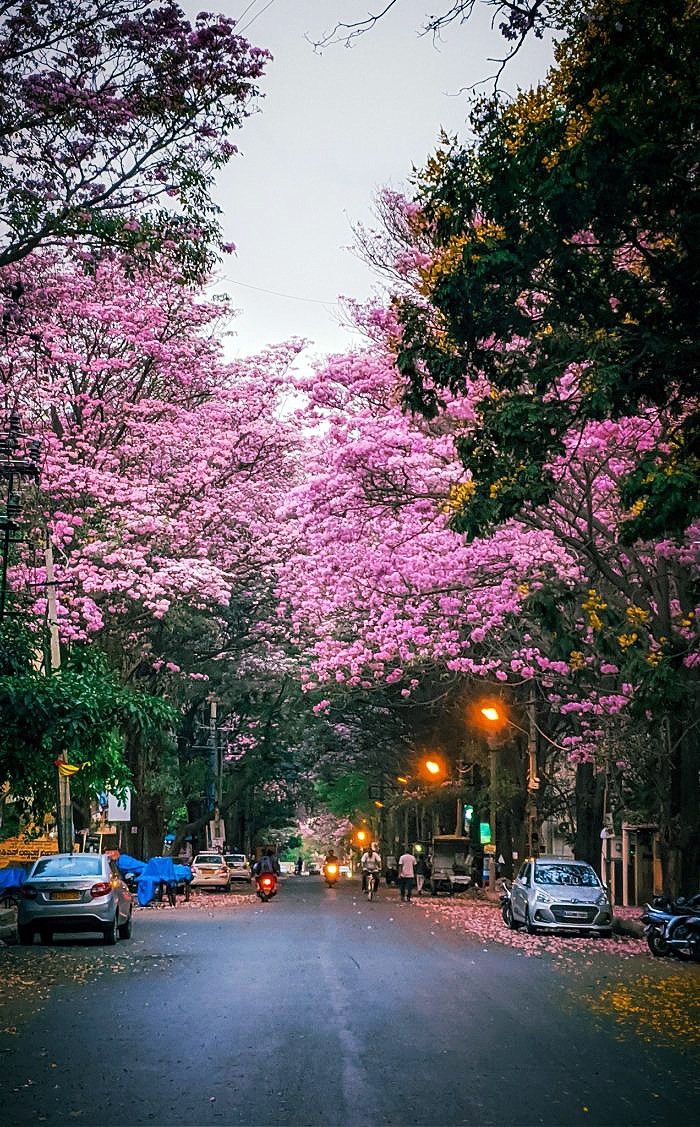 Bengaluru is blushing in pink with the stunning tabebuia rosea trees taking over the city.

#PinkBlossomBangalore #PinkBlossomBB #PinkBlossomIndia #BangaloreCity #BangaloreLife #BangaloreShopping #BangaloreFashion #BangaloreStyle #BangaloreBlogger #BangaloreFashionBlogger…