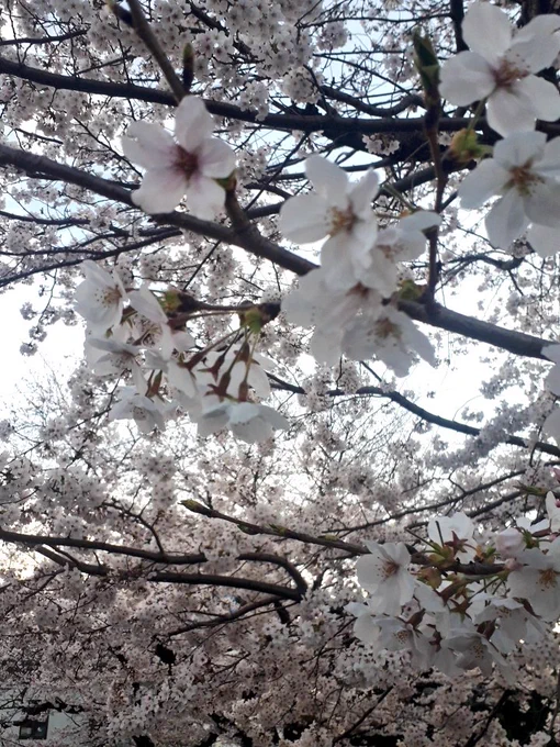 今日はこっそり花見楽しすぎた 