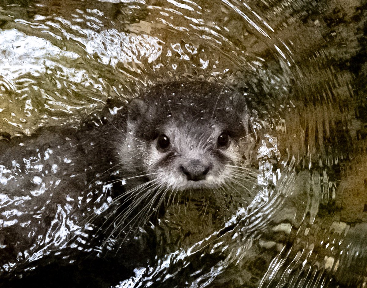Swimming Otter. 

#photography 
#wildlifephotography 
#shotwithcanon