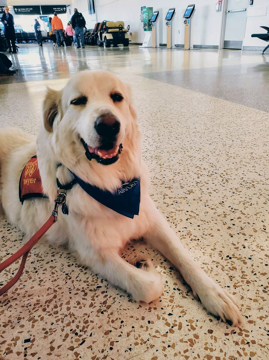 sgsryd's tweet photo. It's Pawtastic Wednesday @iah Look out for Sawyer, Kara &amp; Tater in Terminal A today from 11 - 1 dolling out Furtherapy and smiles! Safe Travels y'all! @ellaghica @CrisAlcivar @APTherapyDogs https://t.co/l7DqqGILAg