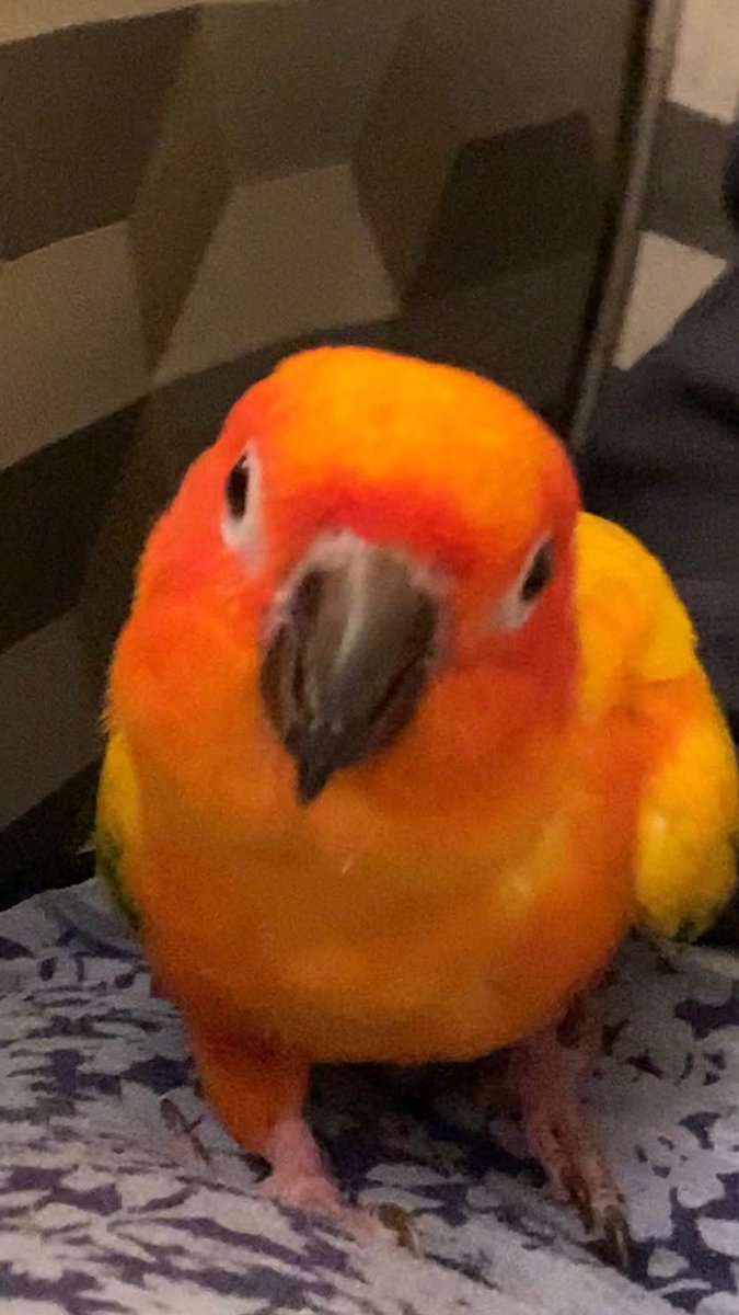 humbracker's tweet image. ime thignkig,  aboute penut bouter.,, . usign    briane