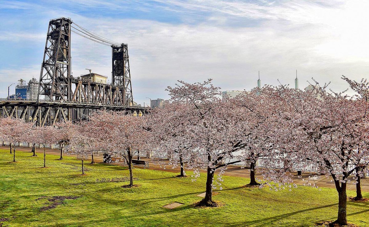 MikeKATU's tweet photo. BLOOMED… a few shots of Portland’s waterfront cherry blossoms as they near their peak bloom.  With more rain and colder weather heading our way, not sure how long these will last… #LiveOnK2 #Portland #cherryblossoms #Spring https://t.co/coZ1foA2ii