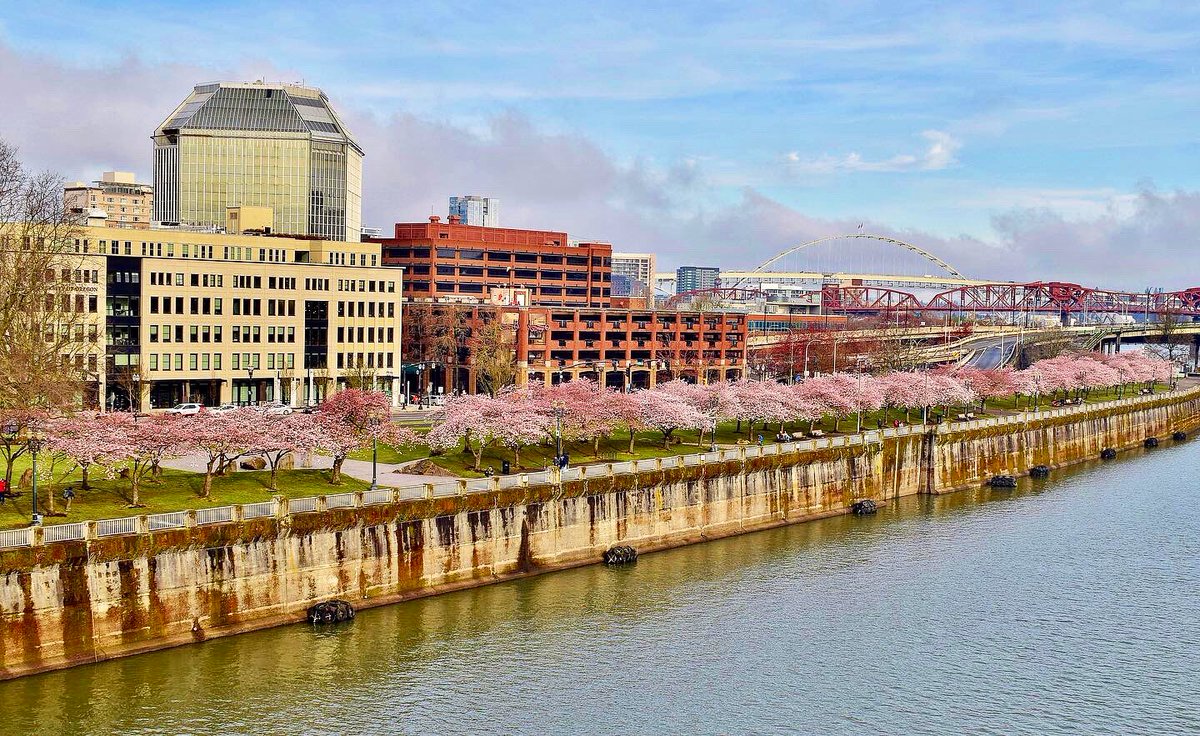 MikeKATU's tweet photo. BLOOMED… a few shots of Portland’s waterfront cherry blossoms as they near their peak bloom.  With more rain and colder weather heading our way, not sure how long these will last… #LiveOnK2 #Portland #cherryblossoms #Spring https://t.co/coZ1foA2ii