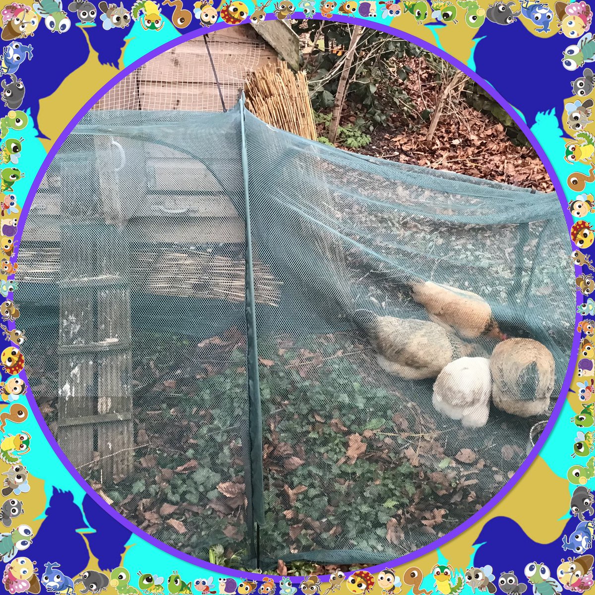 K9_is_my_puppy's tweet photo. A huge thank you to SH for the donation of a run so that our ladies can come our for some fresh air, but we can still keep them safe from wild birds. https://t.co/WanU5R5QJh