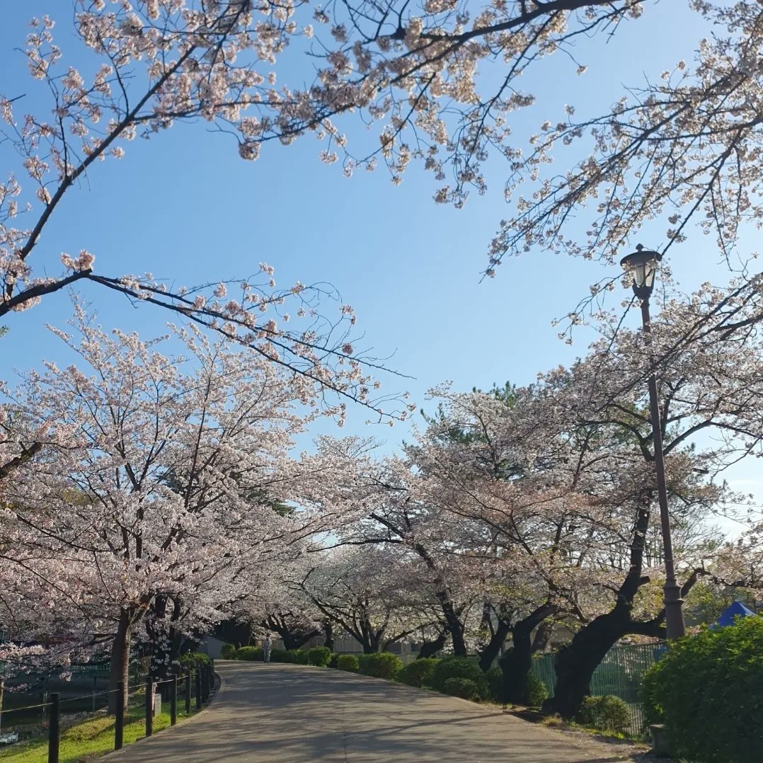 zoe__morris's tweet photo. Cherry blossom season is the best season 🌸 So grateful to be in Japan right on time to view the Sakura in all their glory (and try the cherry blossom flavoured cake and ice cream 😋) #worktrip
#cheerleading #cheerjudgelife #Japan #tokyo #sakura #cherryblossom #omiya https://t.co/0aYqCN8ZYb