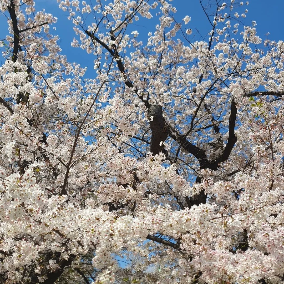 zoe__morris's tweet photo. Cherry blossom season is the best season 🌸 So grateful to be in Japan right on time to view the Sakura in all their glory (and try the cherry blossom flavoured cake and ice cream 😋) #worktrip
#cheerleading #cheerjudgelife #Japan #tokyo #sakura #cherryblossom #omiya https://t.co/0aYqCN8ZYb