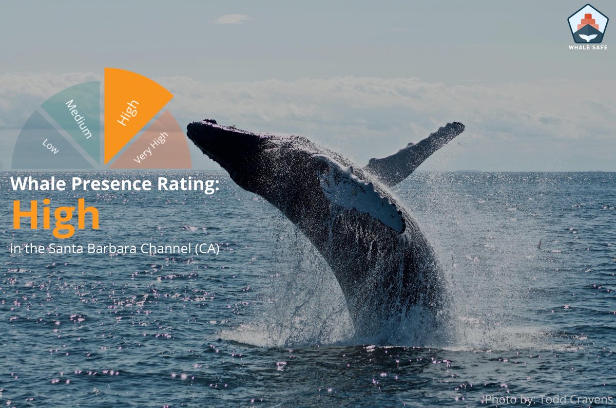 whalesafe_sc's tweet photo. Whale Presence Rating: HIGH
Acoustic Detections: Humpback
Sightings: 0 Blue, 11 Humpback, 0 Fin.

https://t.co/qrI7CWx3ud https://t.co/gahXRFOBiO