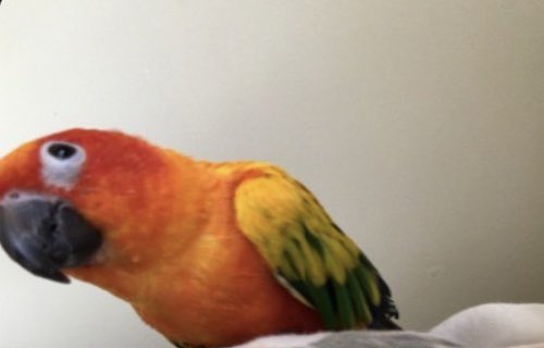 humbracker's tweet image. wat do .   yu mean ime ., stinke?