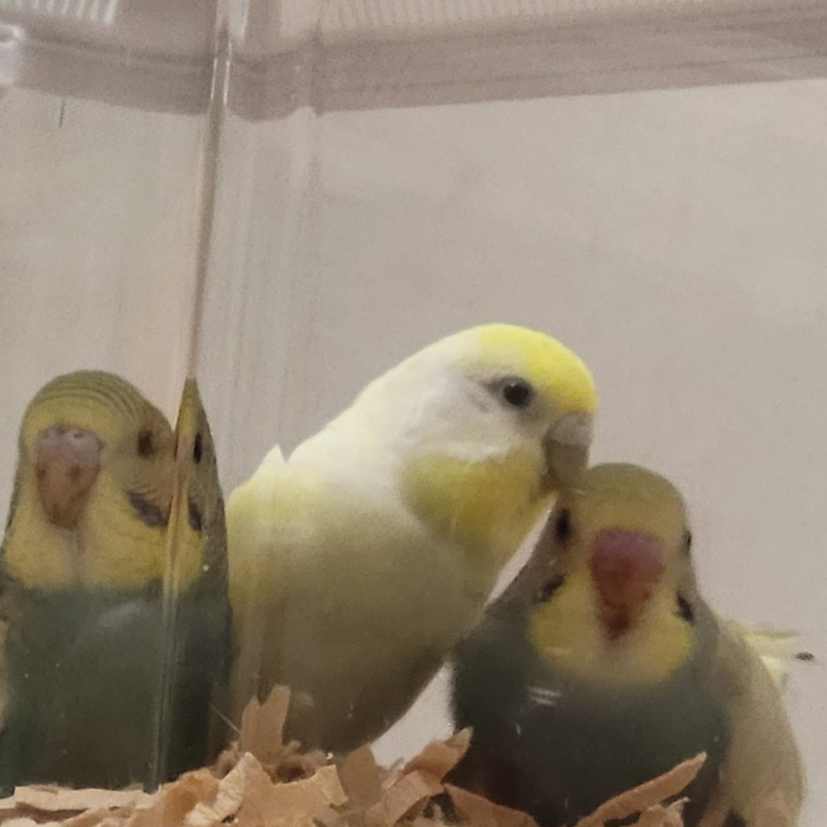 mamachopper's tweet photo. 【迷子鳥探しています】
03.29 正午頃　大阪市平野区平野西
セキセイインコ　
黄色味かかったクリームの黒目
不注意により逃げ出してしまいました。
目撃、保護情報などありましたら宜しくお願いします。
写真は1年程前の物です。

#平野区 
#東住吉区 
#迷い鳥 
#セキセイインコ
#セキセイインコ迷子 https://t.co/V8r7qRjugT